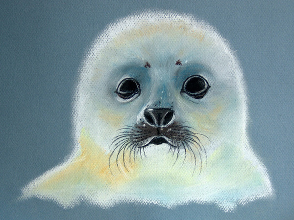 Bébé phoque, pastel, 42x30cm.
