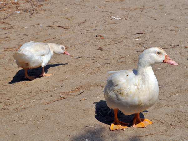 Aspects de Milos, l'&icirc;le volcanique des Cyclades o&ugrave; fut retrouv&eacute;e la V&eacute;nus de Milo. Septembre 2011.