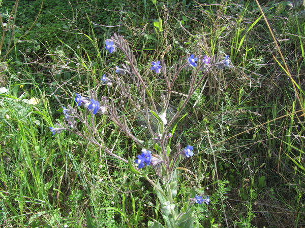 Paros, Cyclades, avril 2012. Balade sur l'ancienne route byzantine reliant Lefkes et Prodromos.