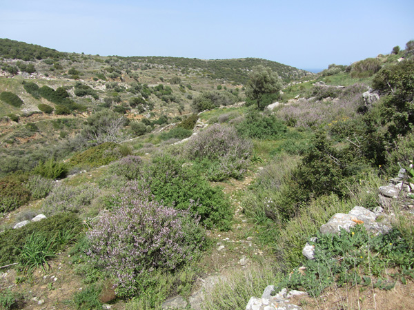 Paros, Cyclades, avril 2012. Balade sur l'ancienne route byzantine reliant Lefkes et Prodromos.