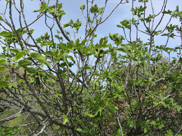 Paros, Cyclades, avril 2012. Balade sur l'ancienne route byzantine reliant Lefkes et Prodromos.