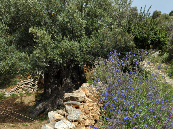 Paros, Cyclades, avril 2012. Balade sur l'ancienne route byzantine reliant Lefkes et Prodromos.