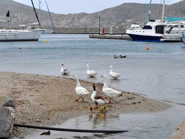 Naoussa, Paros, Cyclades, avril 2012.