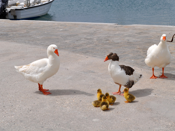 Naoussa, Paros, Cyclades, avril 2012.