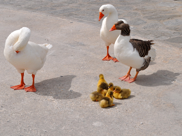 Naoussa, Paros, Cyclades, avril 2012.