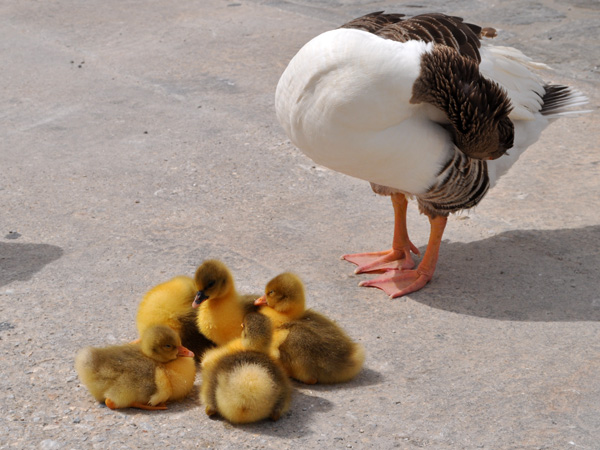 Naoussa, Paros, Cyclades, avril 2012.