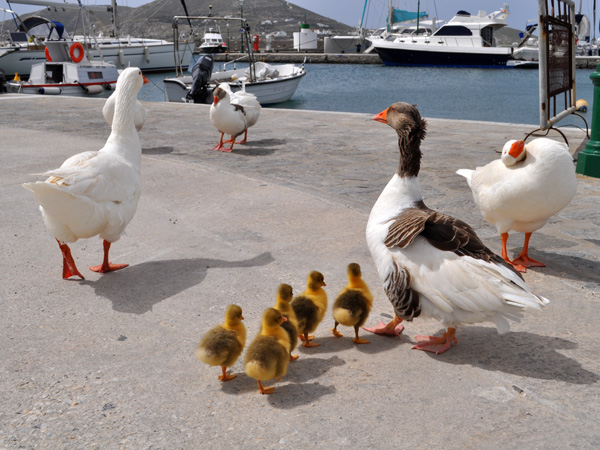 Naoussa, Paros, Cyclades, avril 2012.