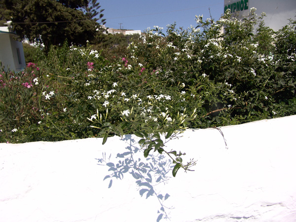 Paros, Cyclades, septembre 2009.