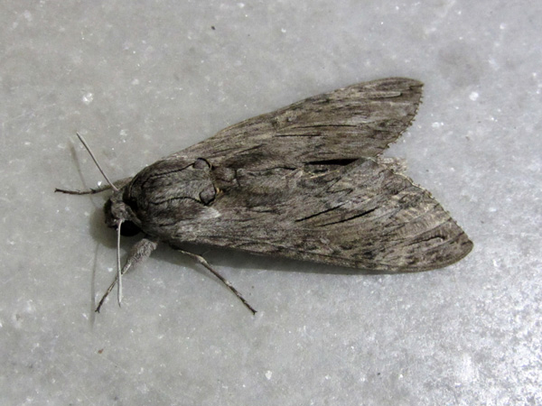 Parikia, sur l'&icirc;le de Paros, septembre 2011.