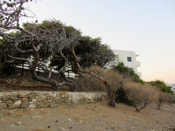 Parikia, sur l'&icirc;le de Paros, septembre 2011.