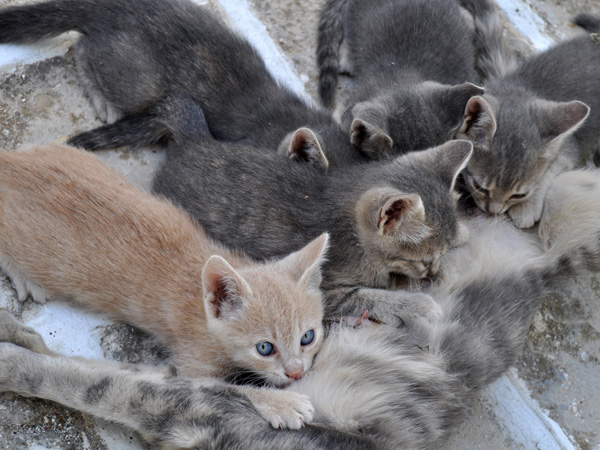 Au pays des 10 millions de chats, Paros, septembre 2011.