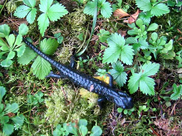 Une salamandre à proximité du jardin alpin La Thomasia, à l'entrée du Vallon de Nant.