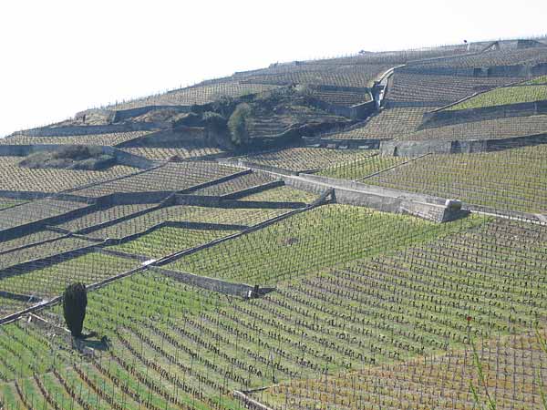 Vignoble de Riex, en Lavaux, printemps 2003.