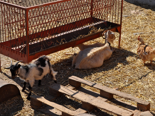 Aspects de Sifnos, une &icirc;le peu connue des Cyclades, dont la gastronomie est tr&egrave;s r&eacute;put&eacute;e. Septembre 2011.