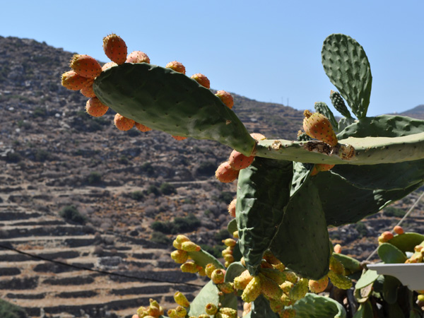 Aspects de Sifnos, une &icirc;le peu connue des Cyclades, dont la gastronomie est tr&egrave;s r&eacute;put&eacute;e. Septembre 2011.