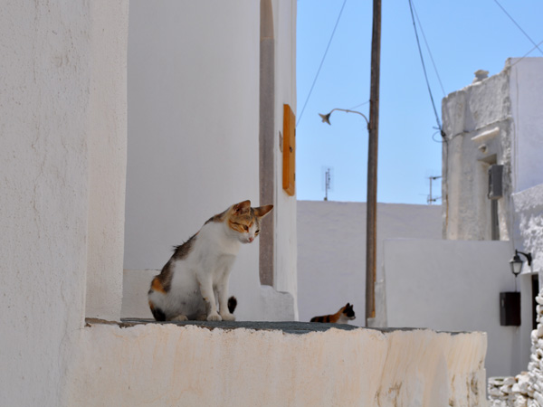 Aspects de Sifnos, une &icirc;le peu connue des Cyclades, dont la gastronomie est tr&egrave;s r&eacute;put&eacute;e. Septembre 2011.