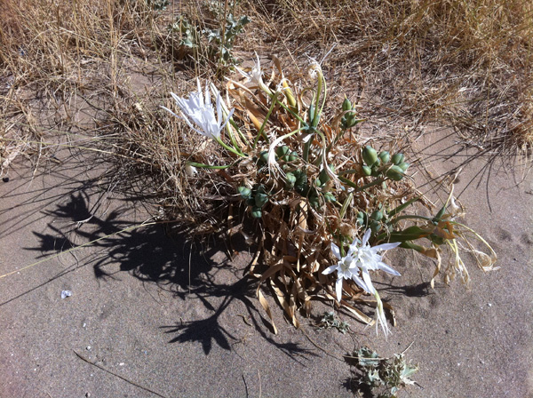 Aspects de Sifnos, une &icirc;le peu connue des Cyclades, dont la gastronomie est tr&egrave;s r&eacute;put&eacute;e. Septembre 2011.
