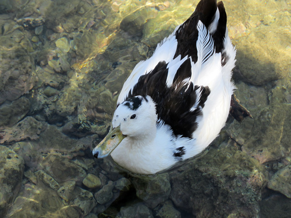 Aspects de Sifnos, une île peu connue des Cyclades, dont la gastronomie est très réputée. Septembre 2011.