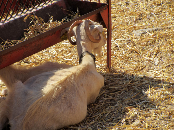 Aspects de Sifnos, une &icirc;le peu connue des Cyclades, dont la gastronomie est tr&egrave;s r&eacute;put&eacute;e. Septembre 2011.