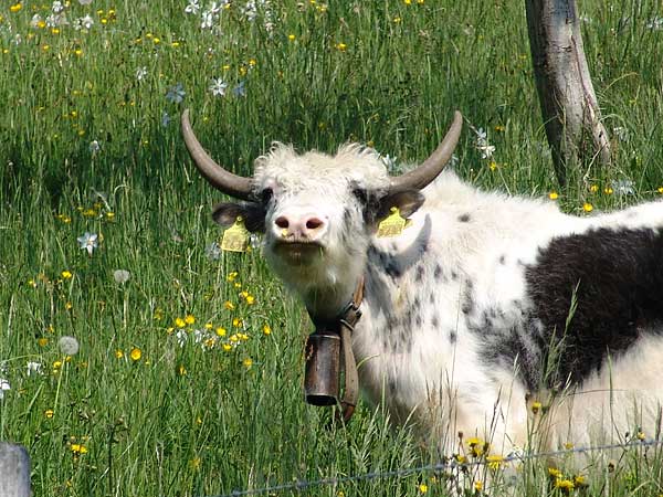 Dans un champ de Narcisses à Glion, au-dessus de Montreux, mai 2004.