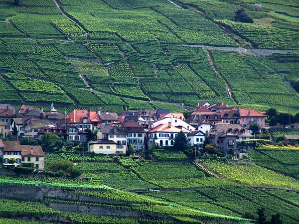 Le village d'Epesses niché dans les vignes, août 2004.