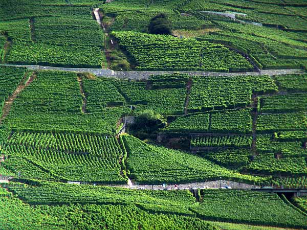 Vignes en Lavaux près d'Epesses, août 2004.