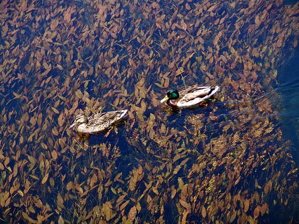 Canards sur le Grand Canal aux Grangettes, près de Villeneuve, juin 2005.