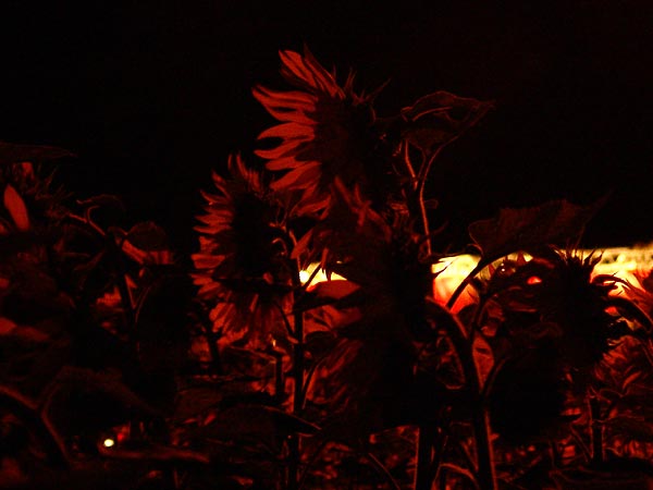 Ambiances du Paléo Festival 2005, jeudi 21 juillet 2005.