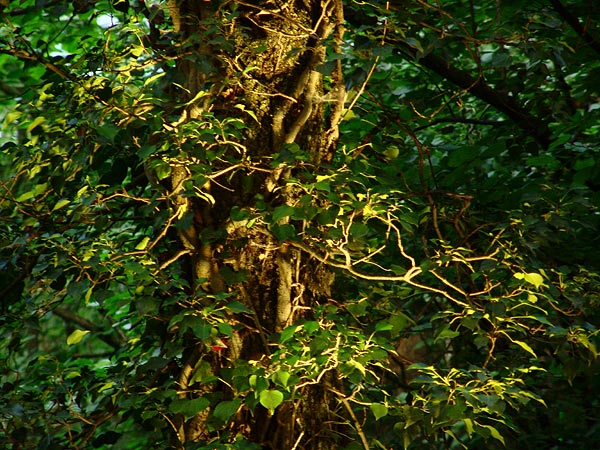Ambiances du Paléo Festival 2005, samedi 23 juillet 2005.
