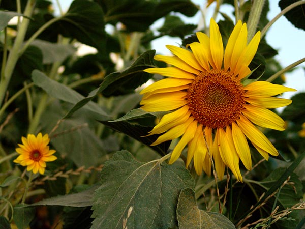 Ambiances du 31e Paléo Festival, 18-23 juillet 2006.