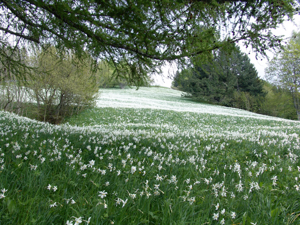 Champ de narcisses au Vallon de Villard, sur la pente de Sonloup, mai 2010.