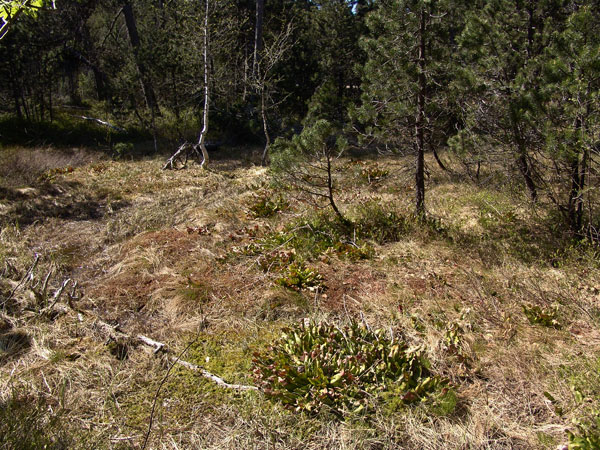 Quelque part dans la réserve naturelle des Tenasses, aux Pléiades, mai 2010.