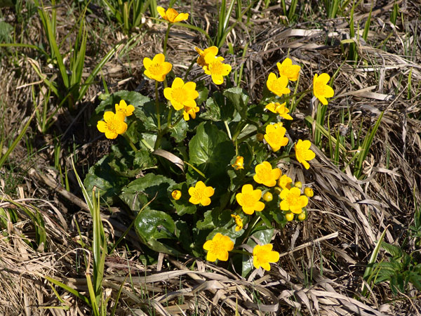 Quelque part dans la réserve naturelle des Tenasses, aux Pléiades, mai 2010.