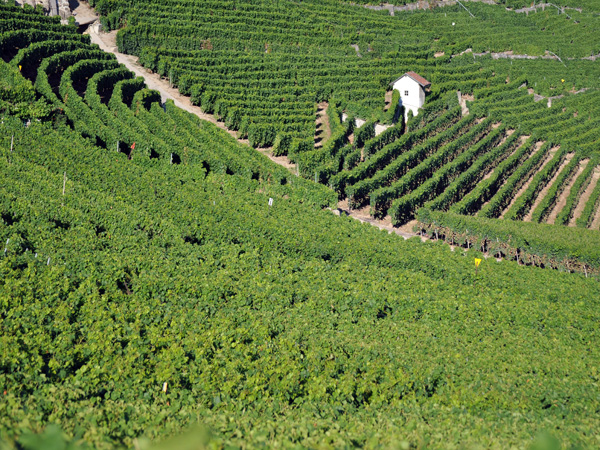 Paysages et vignes du Dézaley en Lavaux, juillet 2010.