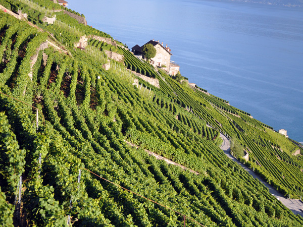 Paysages et vignes du Dézaley en Lavaux, juillet 2010.