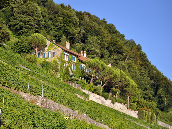 Paysages et vignes du Dézaley en Lavaux, juillet 2010.