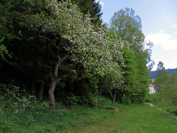 Vallorbe, dans le Jura vaudois, sur le cours de l'Orbe, 1er mai 2011.