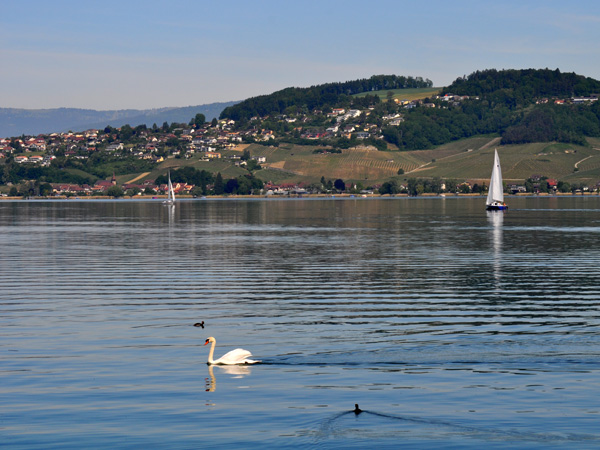 Lac de Morat, au sud des vignobles du Mont Vully, 9 mai 2011.