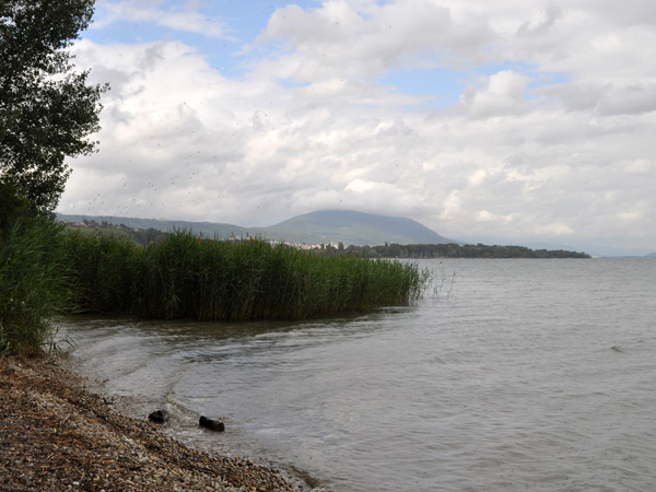 Entre vignobles et lac du côté de la Pointe du Grin, près de Bevaix et Cortaillod. Lac de Neuchâtel, région des Trois-Lacs, 19 juin 2011.