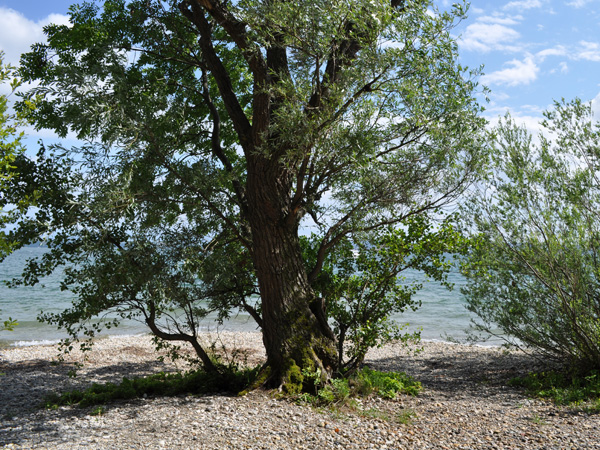 Entre vignobles et lac du côté de la Pointe du Grin, près de Bevaix et Cortaillod. Lac de Neuchâtel, région des Trois-Lacs, 19 juin 2011.