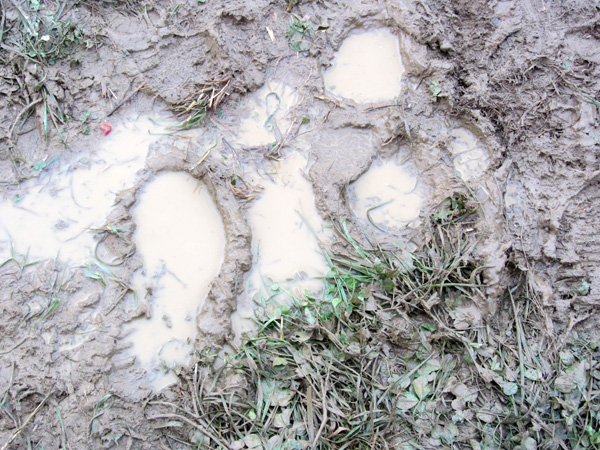 Paléo Festival 2011, Nyon: Ambiances boueuses et humides...