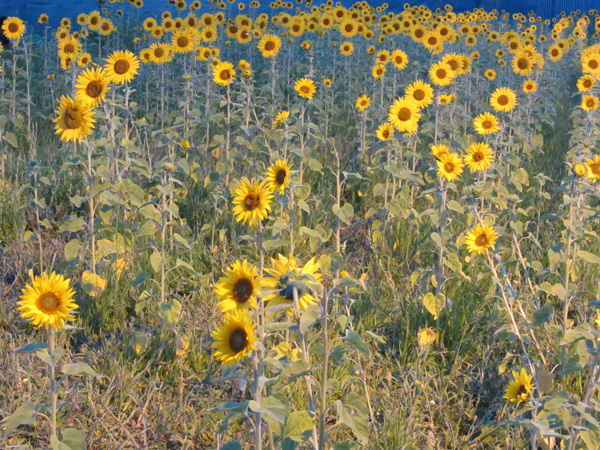 Paléo Festival 2011, Nyon: Ambiances étranges et insolites...