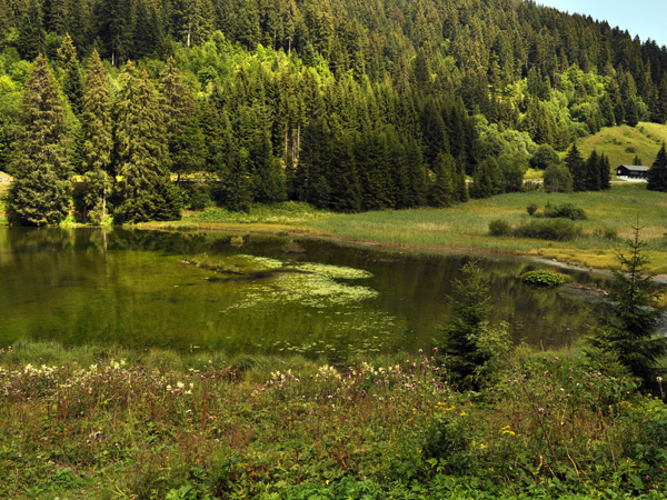 Le Pas de Morgins, un biotope à la frontière franco-suisse juste au-dessus de Morgins, 1er août 2011.