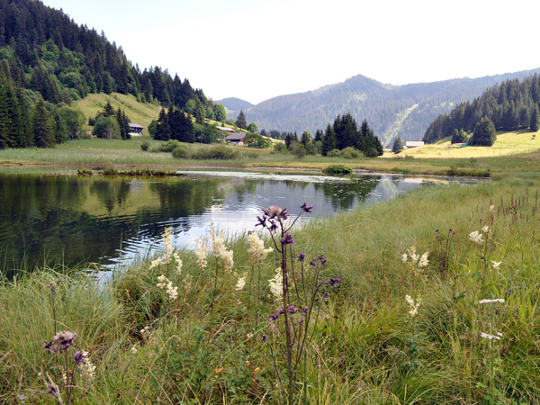 Le Pas de Morgins, un biotope à la frontière franco-suisse juste au-dessus de Morgins, 1er août 2011.
