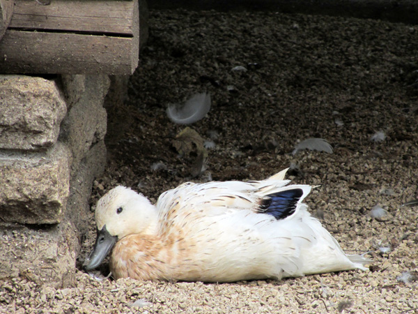 Au zoo du Bois du Petit Château, La Chaux-de-Fonds, Jura neuchâtelois, 6 août 2011.