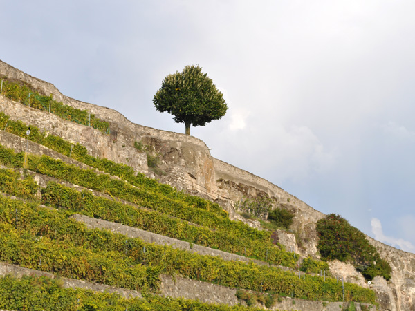 Rivaz en Lavaux, près du Vinorama, septembre 2011.