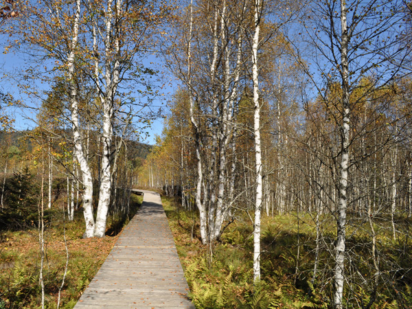 Sentier didactique du Marais Rouge consacré aux tourbières, Les Ponts-de-Martel, Jura neuchâtelois, automne 2011.