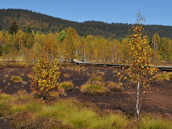 Sentier didactique du Marais Rouge consacré aux tourbières, Les Ponts-de-Martel, Jura neuchâtelois, automne 2011.