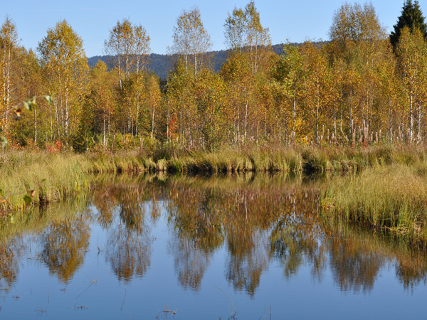 Sentier didactique du Marais Rouge consacré aux tourbières, Les Ponts-de-Martel, Jura neuchâtelois, automne 2011.