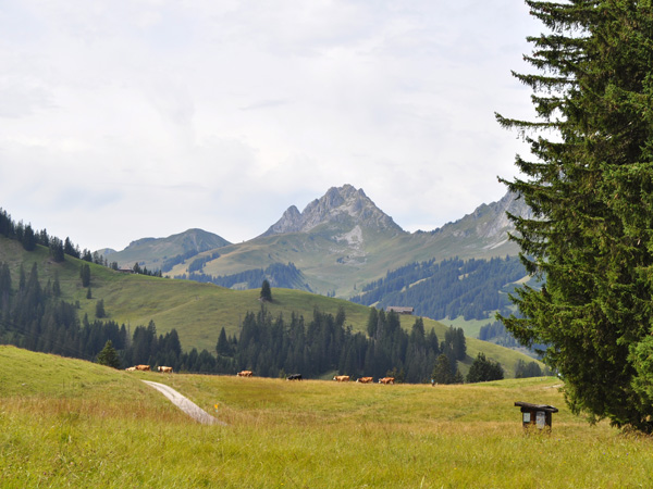 Over the Jaun Pass, connecting Gruyère (Fribourg) to Simmental (Bern), August 2012.